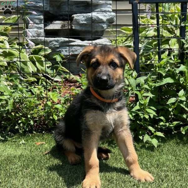 Cinderella, German Shepherd Puppy